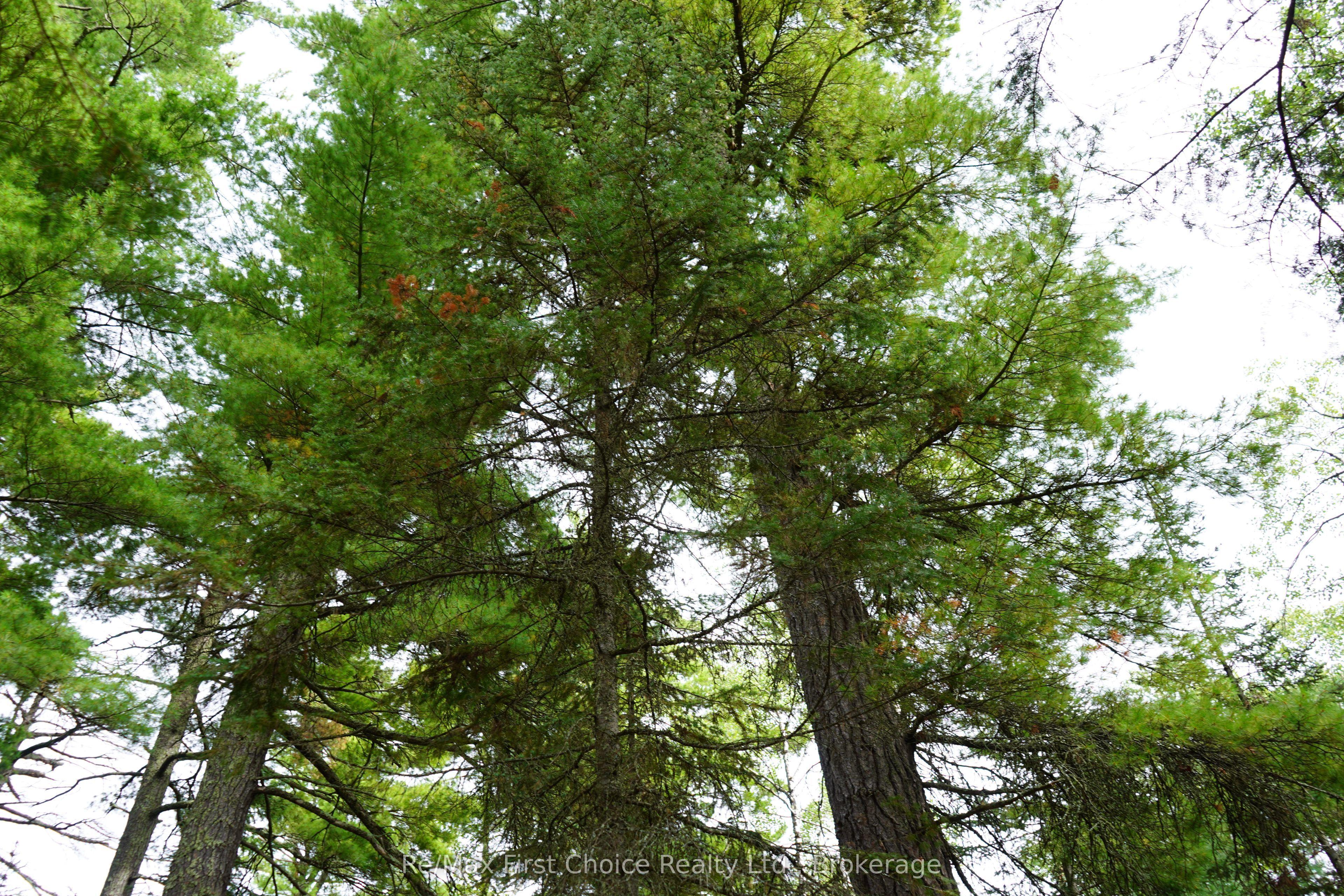 0 Dubois Road, Sioux Narrows-Nestor Falls, ON P0X 1N0